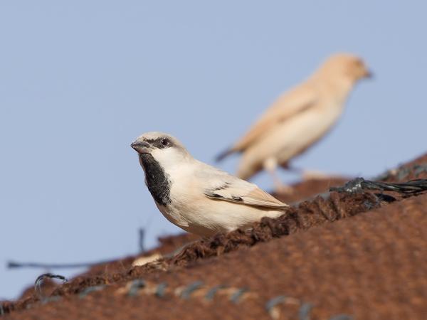 <h3><a href="/trips/marokko/biota/animalia/chordata/aves/040 passeriformes/113 passeridae/passer simplex/passer simplex-nl.html">Passer&nbsp;simplex</a> / Desert&nbsp;sparrow / Woestijnmus</h3>OM-1 Mark II met OLYMPUS M.150-400mm F4.5 TC, 1/2000 sec  bij F5.6, ISO 500, afstand 7.67&nbsp;m